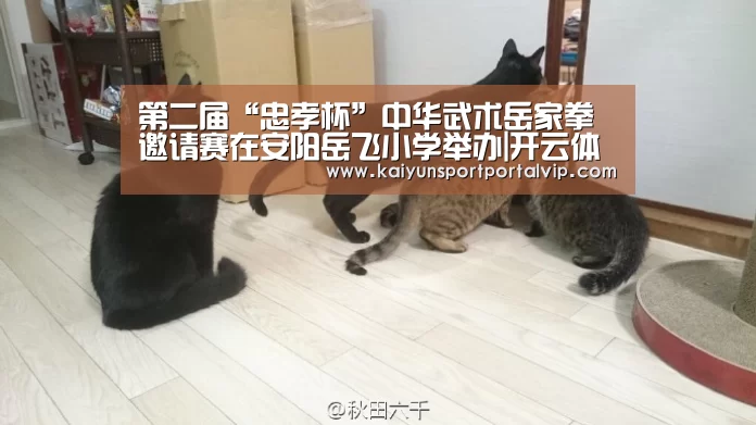 开云官方网站